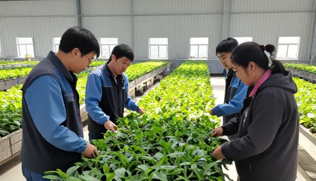 生态种植套餐如何推动种植技术指导的可持续发展